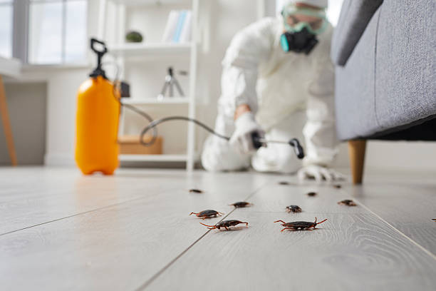 Trusted Termite Control service in Franklin Farm, VA - Nex Pest Control